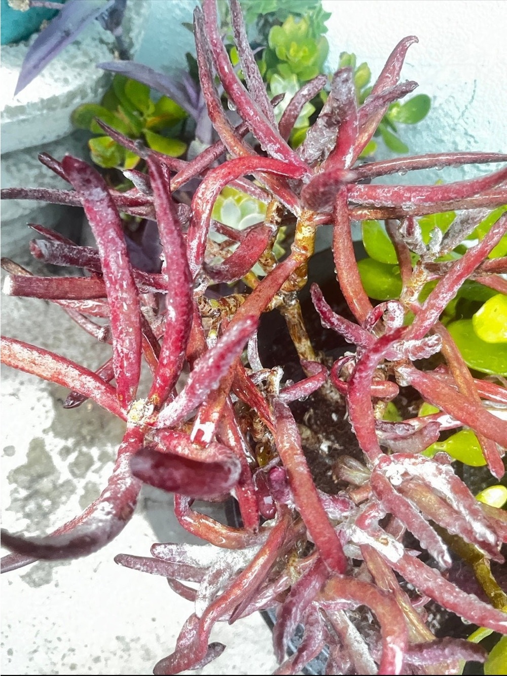 Beautiful burgundy pencil like succulent plant cuttings - Picture 4 of 7